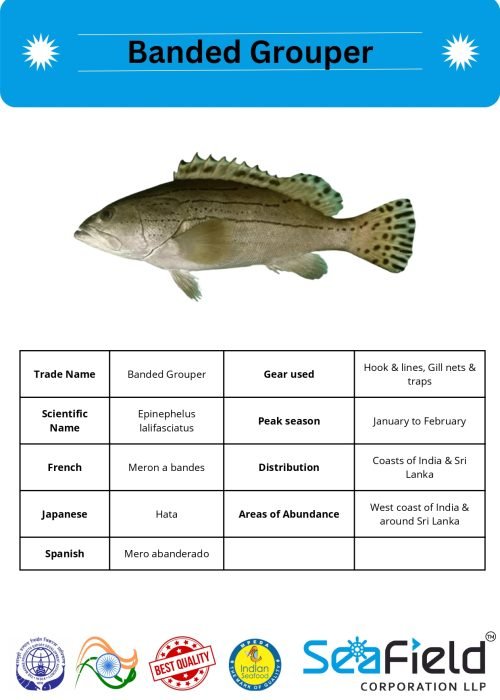 SeaField Coporation LLP (INDIAN FISHERY HANDBOOK_page-0058